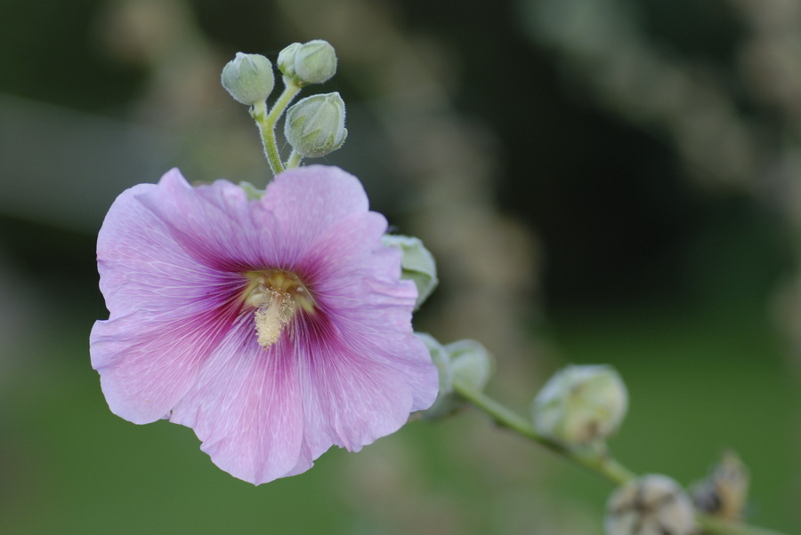Bauernrose2