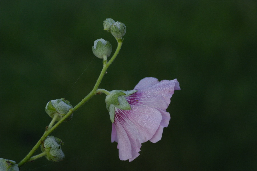 Bauernrose4