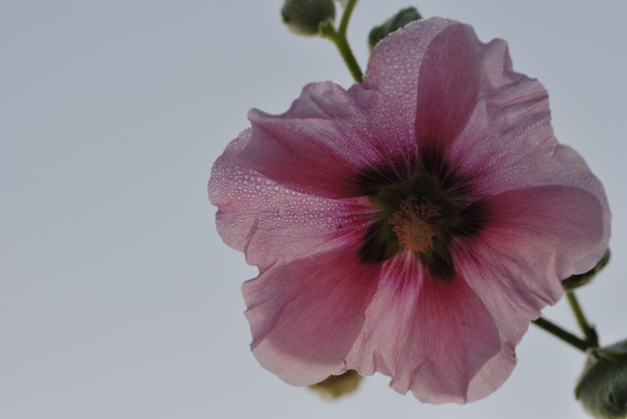 Bauernrose5