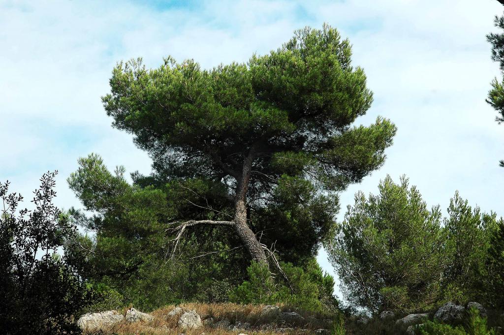 Baum   03