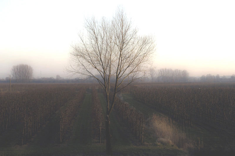 baum 0902