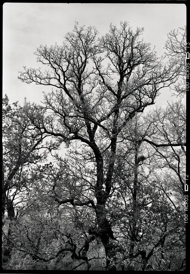 Baum 2