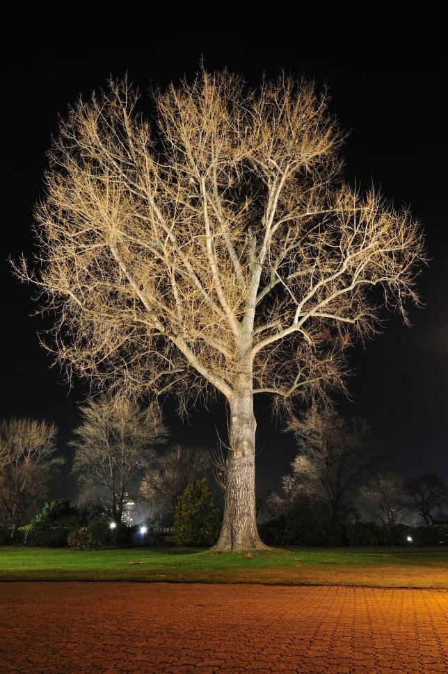 Baum 3 033
