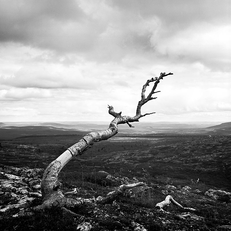 Baum 800