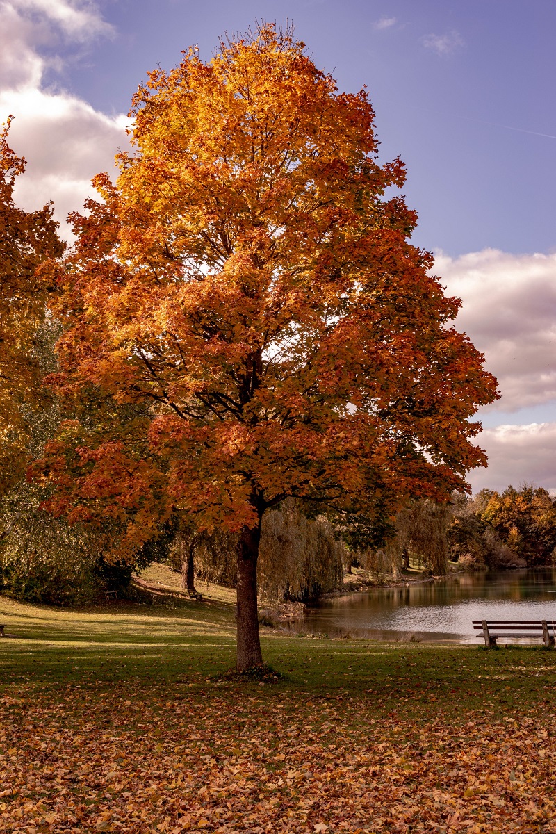 Baum am Emmeringer See (ohne Mann).jpg