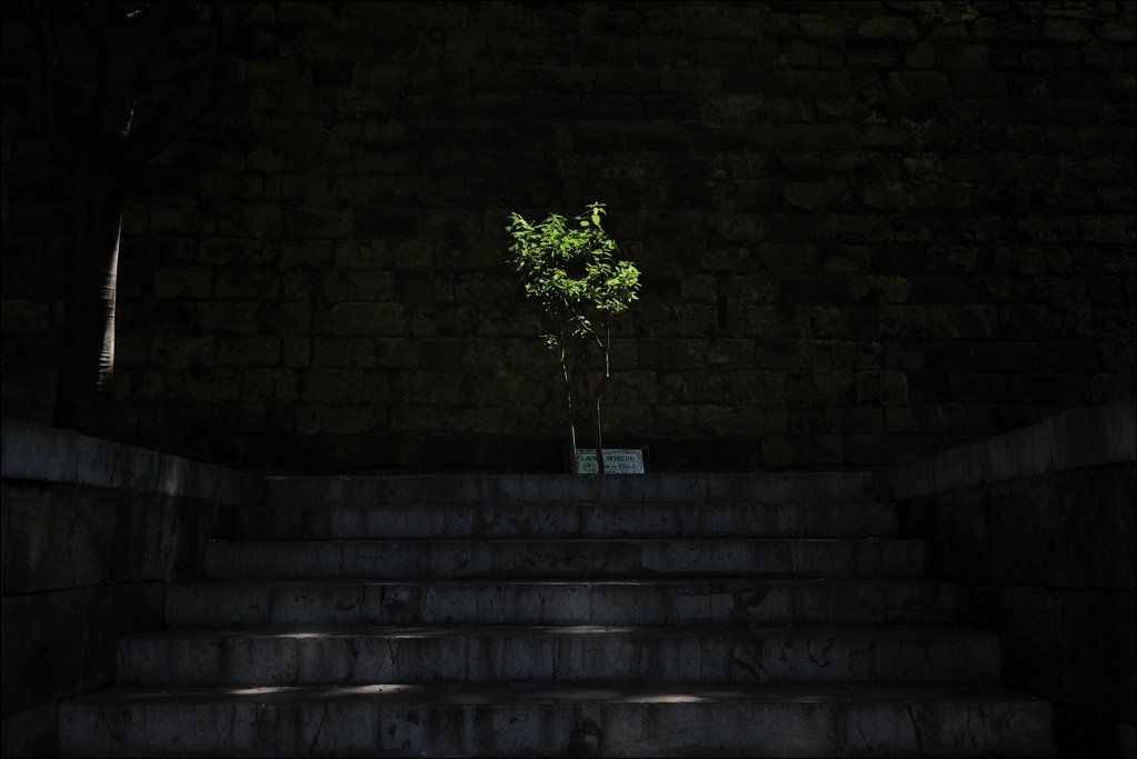 Baum am Königspalast