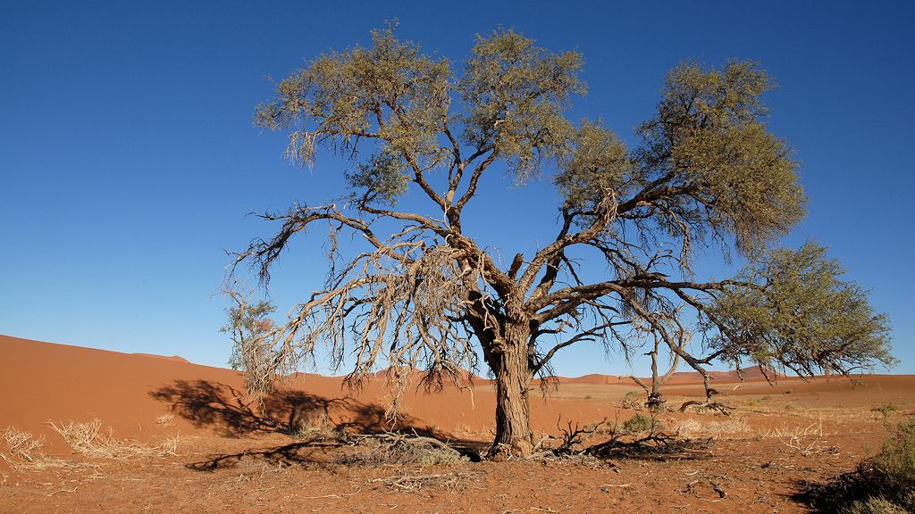 Baum am Weg zum Dead Vlei
4569