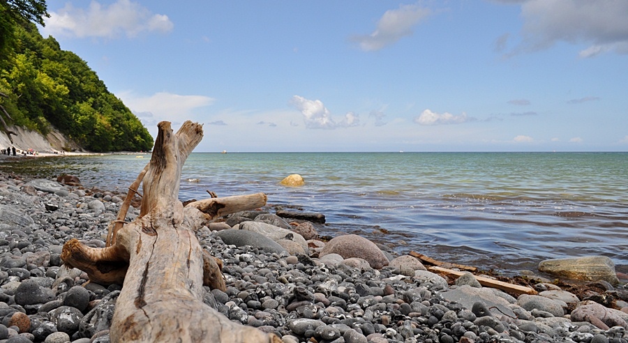 Baum an der Ostsee Forum