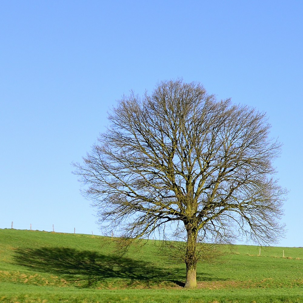 Baum auf Weide 2