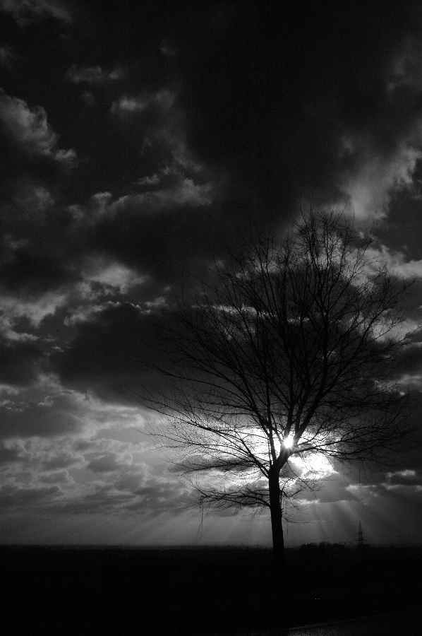 Baum bw
