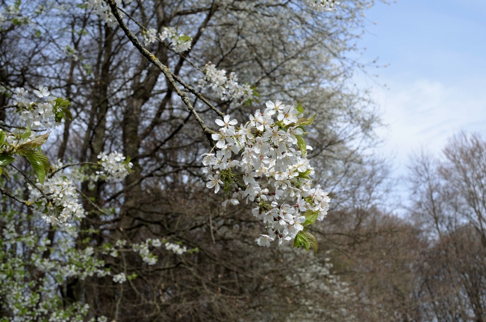 Baum comp