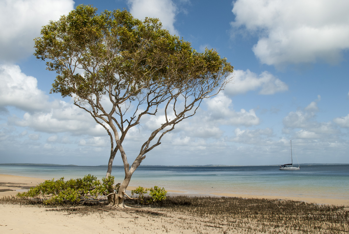 Baum Fraser Island