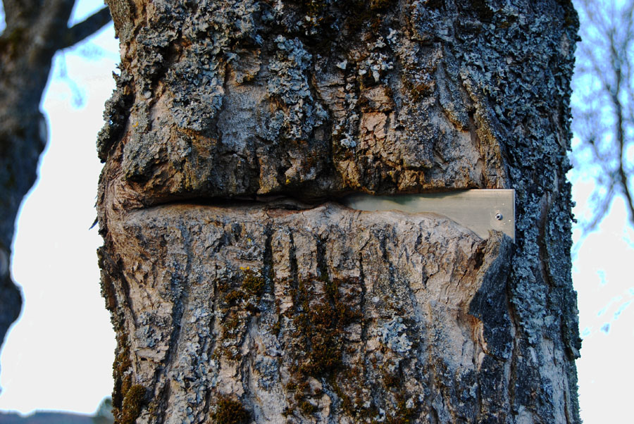 Baum frißt Schild
