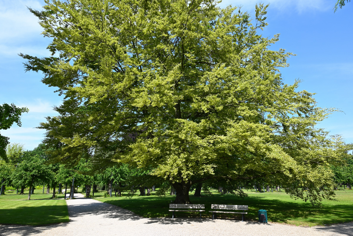 Baum im Berggarten Hannover