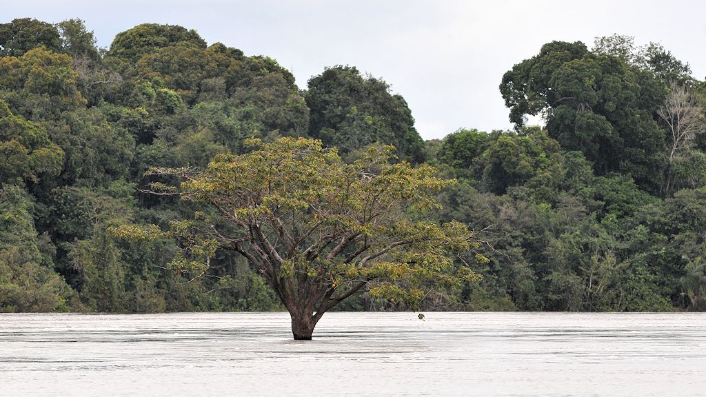 Baum im Essequibo River
0663