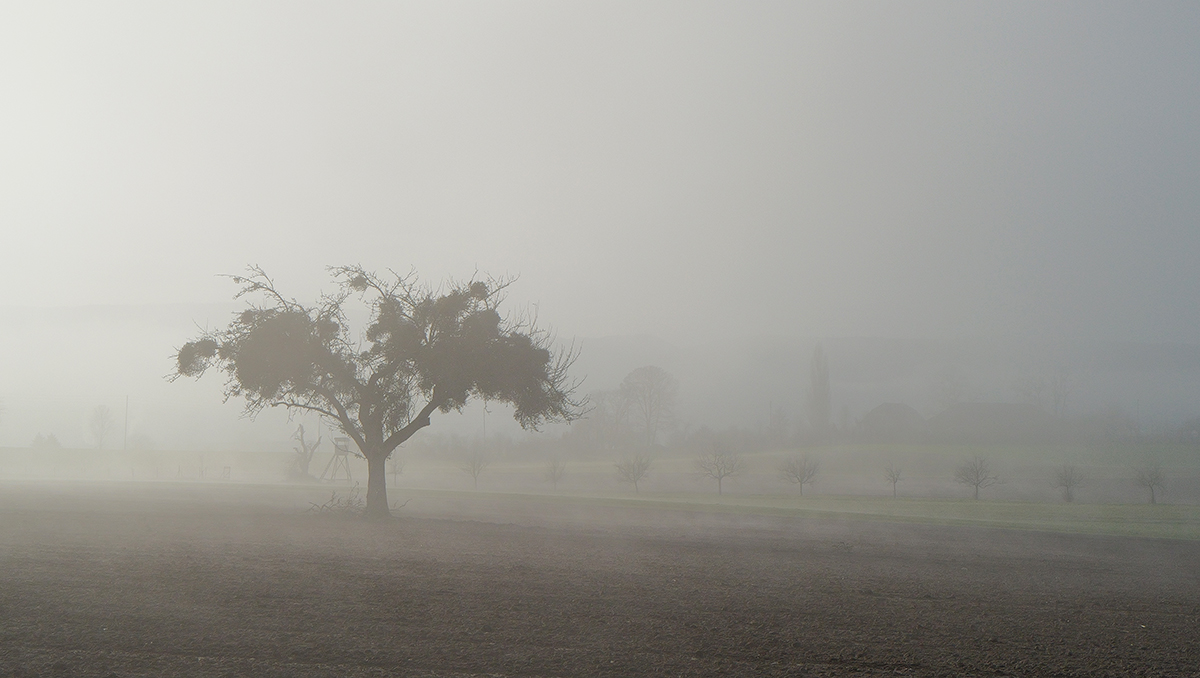 Baum-im-Nebel.jpg