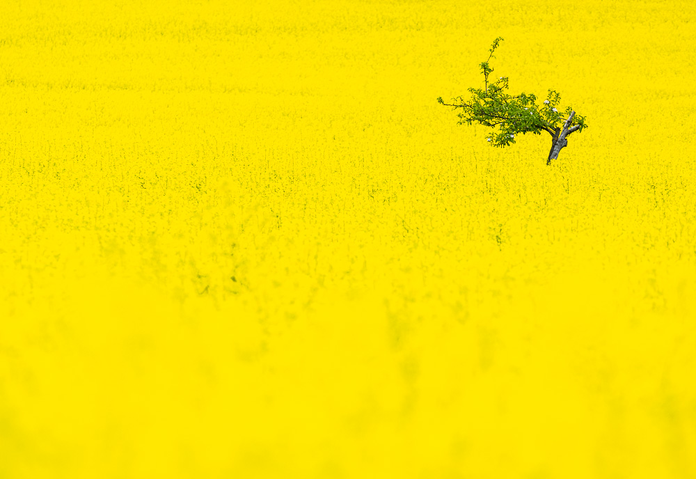 Baum im Rapsfeld