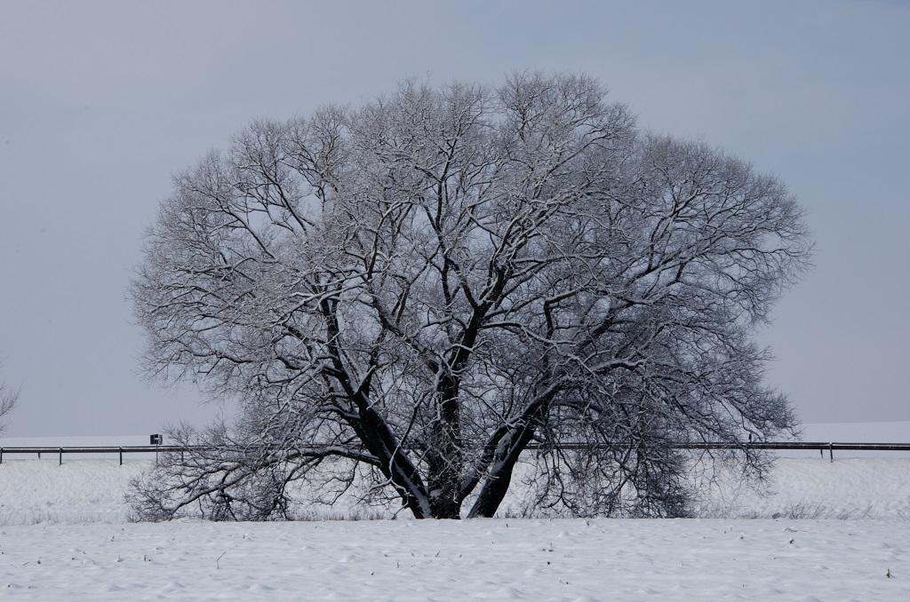 Baum im Schnee (übertarbeitet)