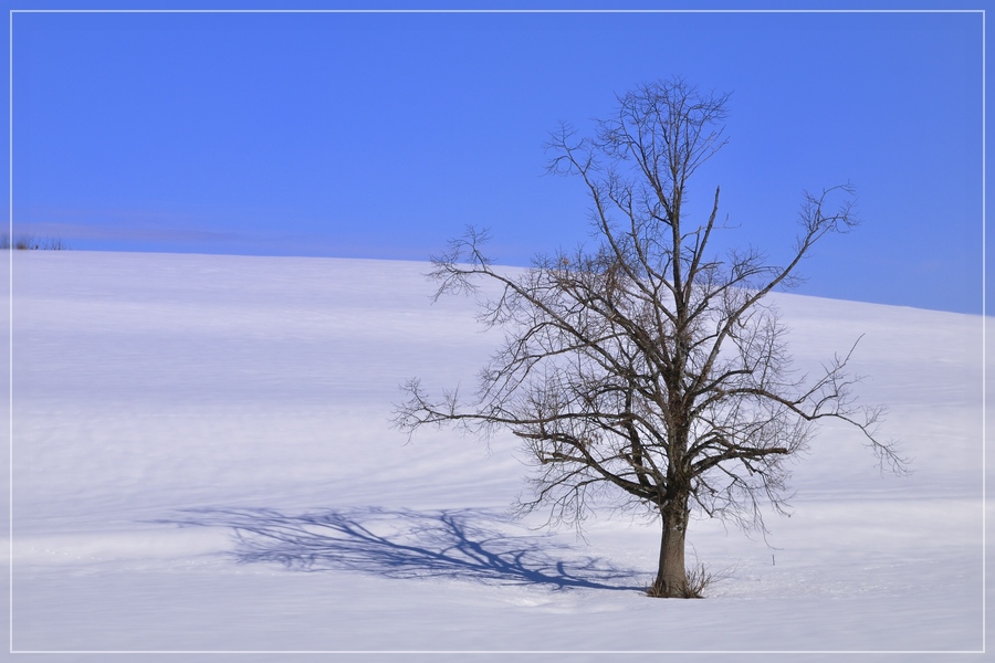 Baum im Schnee