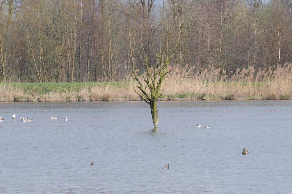 Baum im See