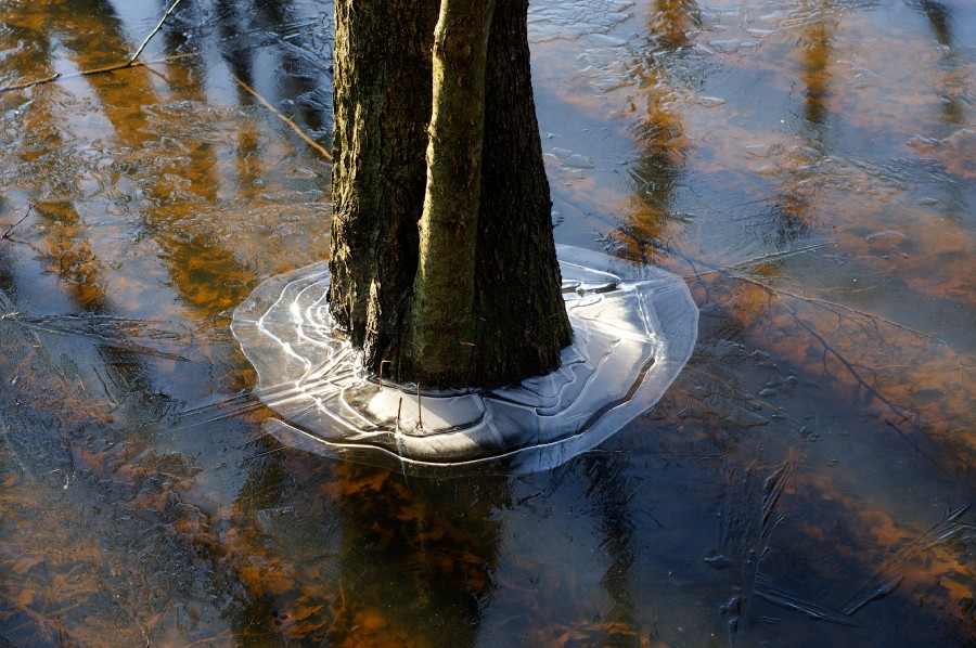 Baum in Aspik