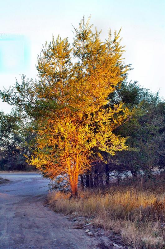 baum in der abendsonne