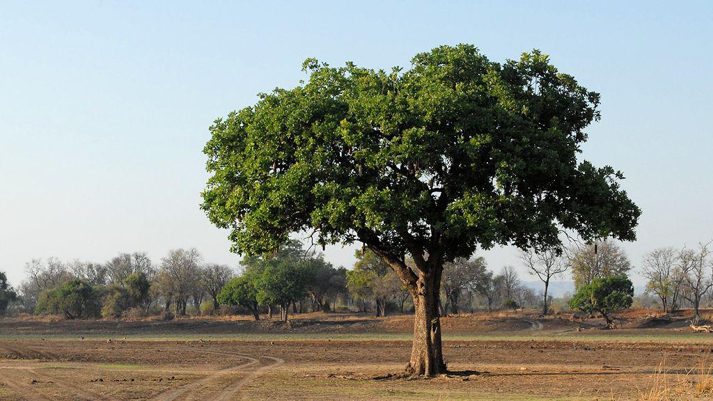 Baum in einer Lagune
Zur Regenzeit ist hier alles überflutet
4400