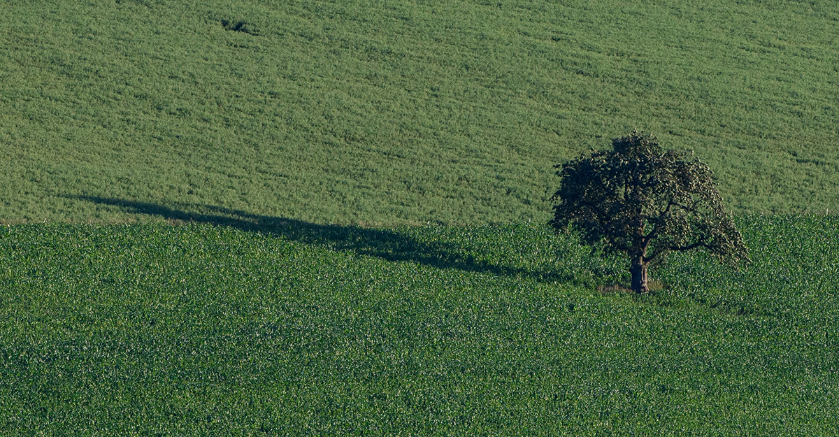 Baum.jpg