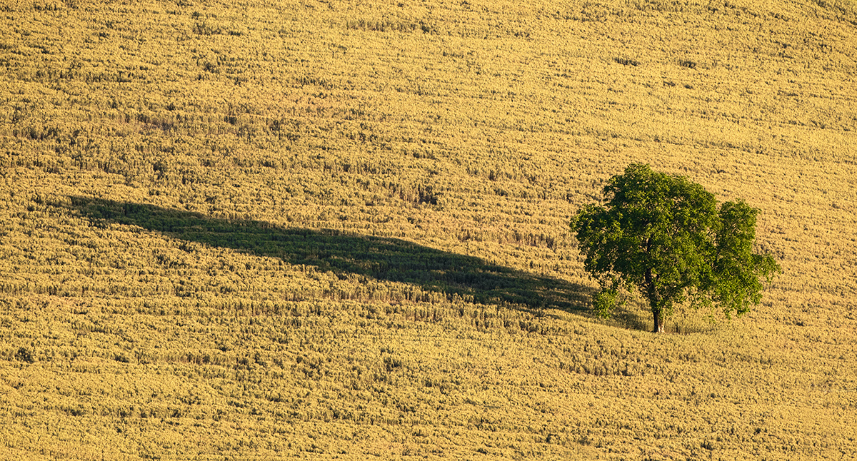 Baum.jpg
