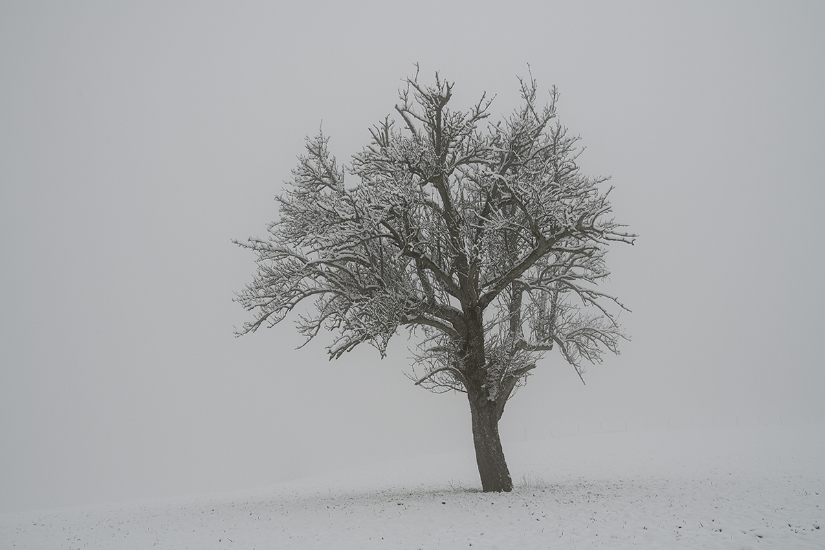 Baum.jpg