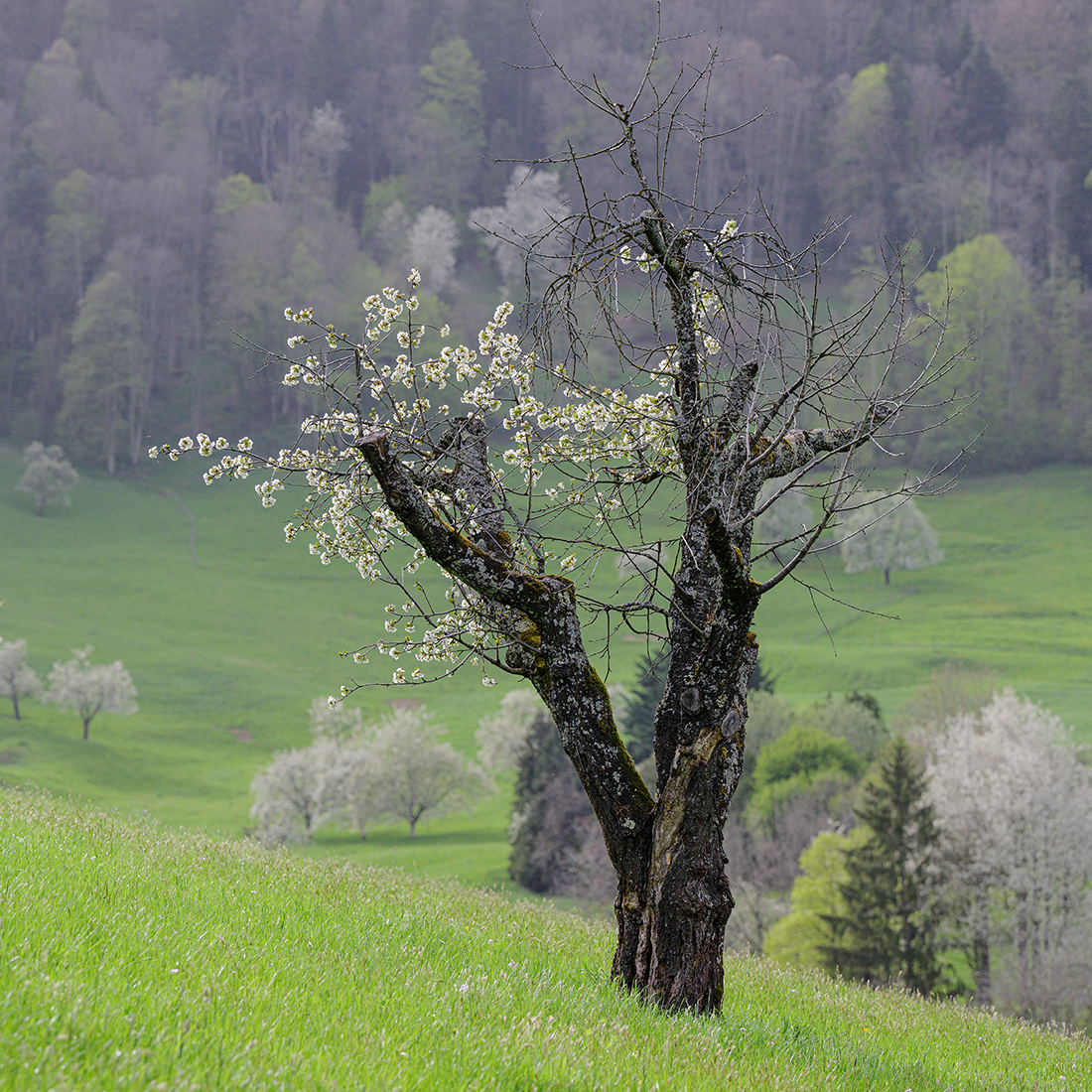 Baum.jpg
