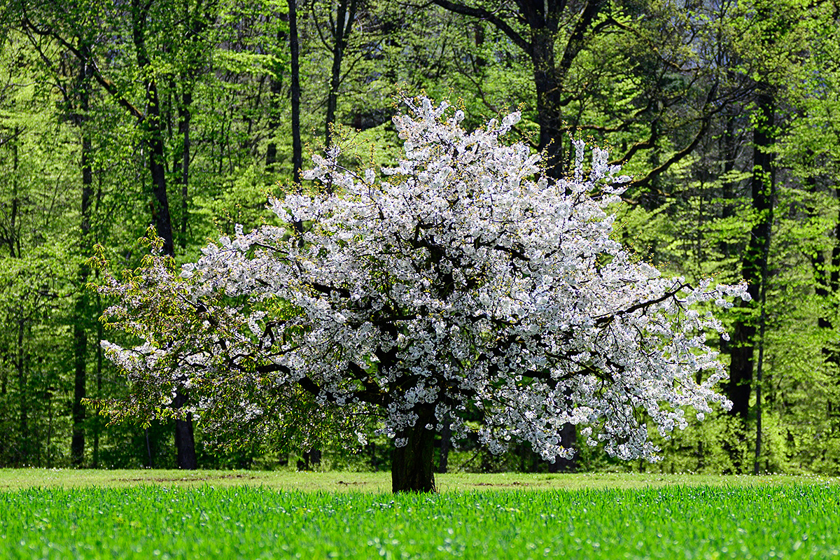 Baum.jpg