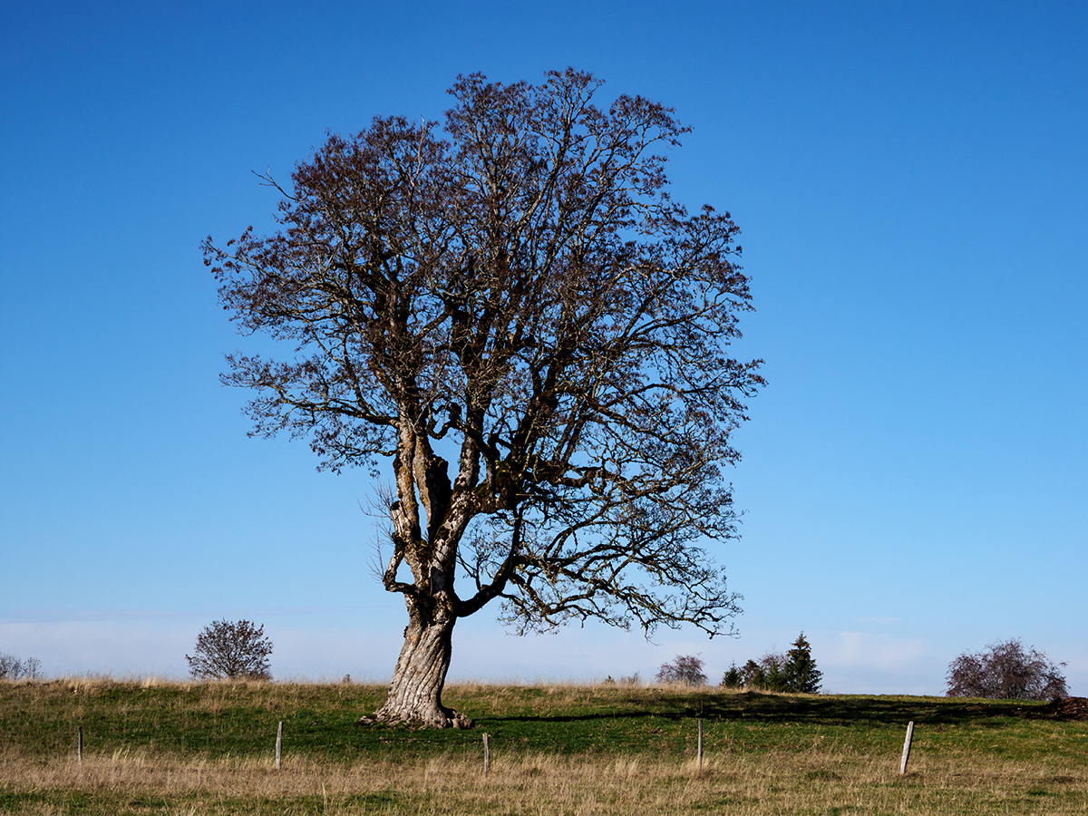 Baum.jpg