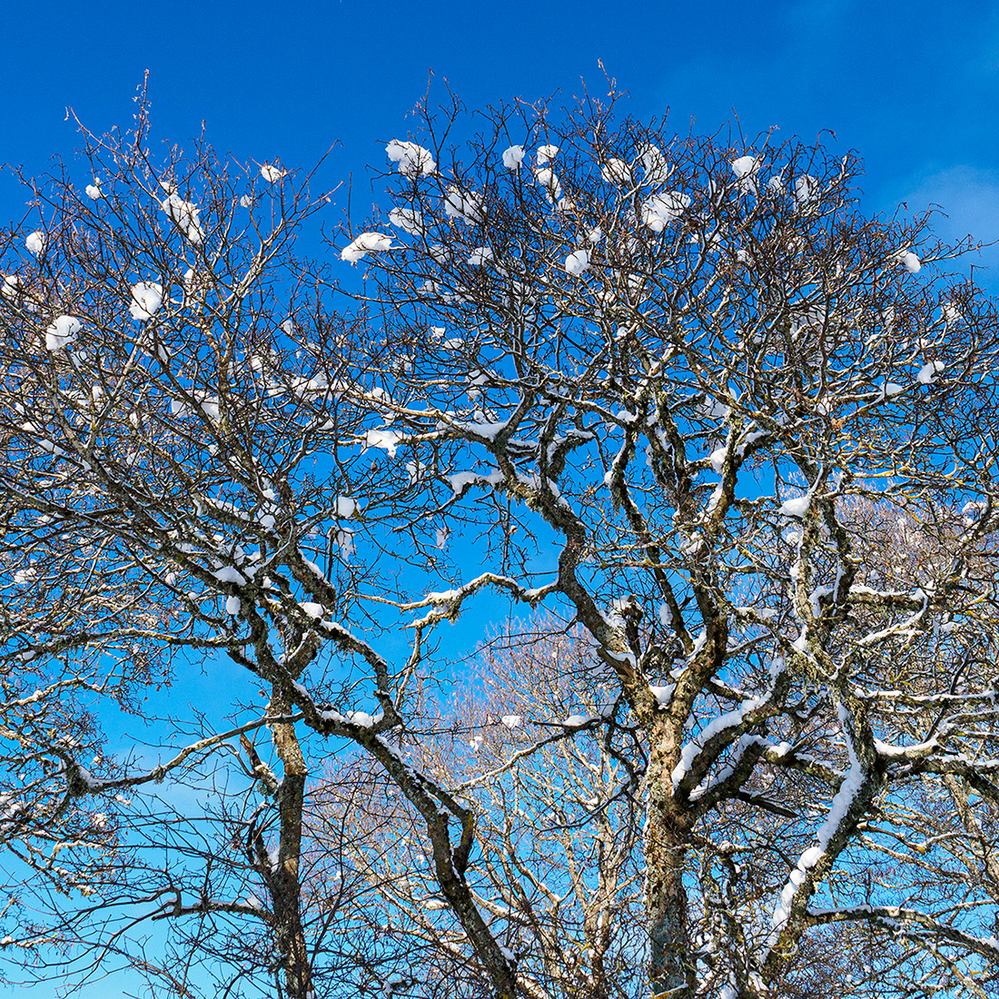 Baum.jpg