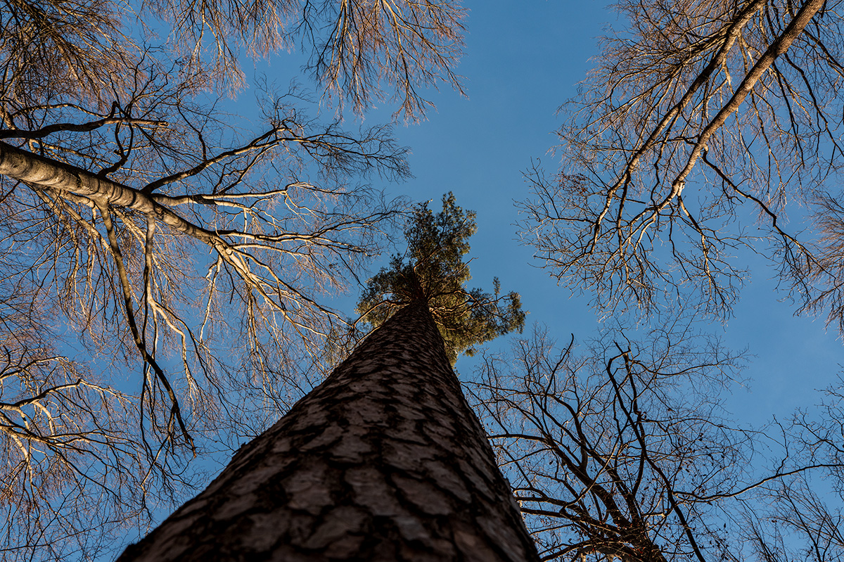 Baum.jpg