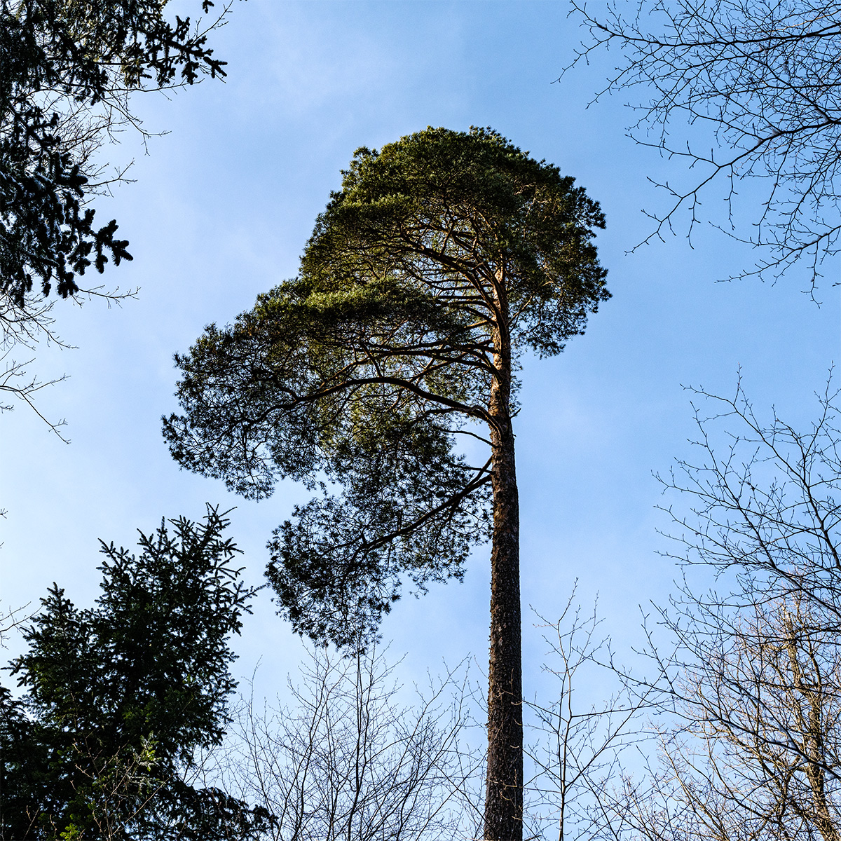 Baum.jpg