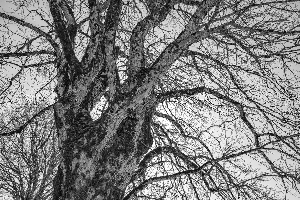 Baum.jpg