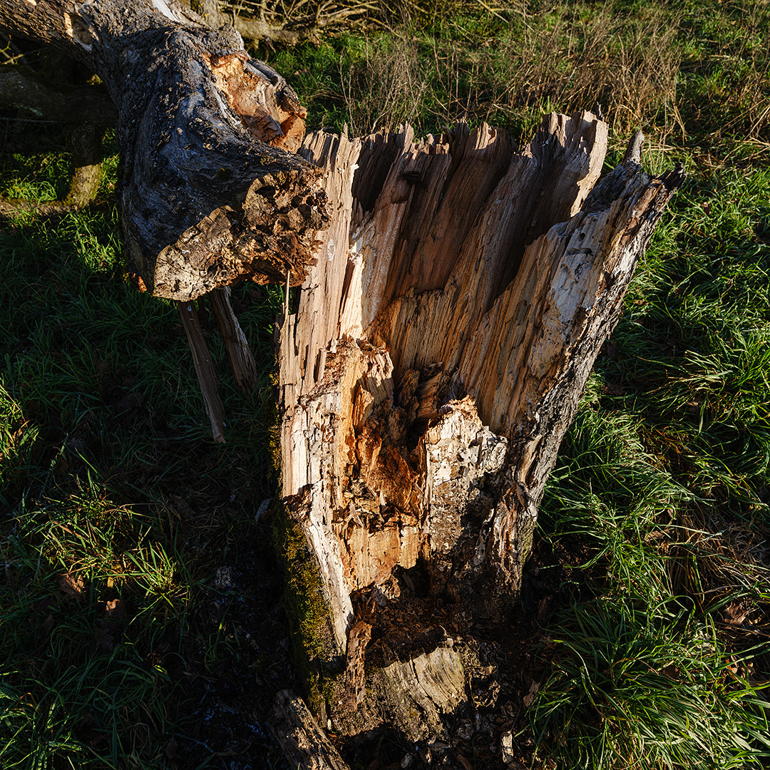 Baum.jpg