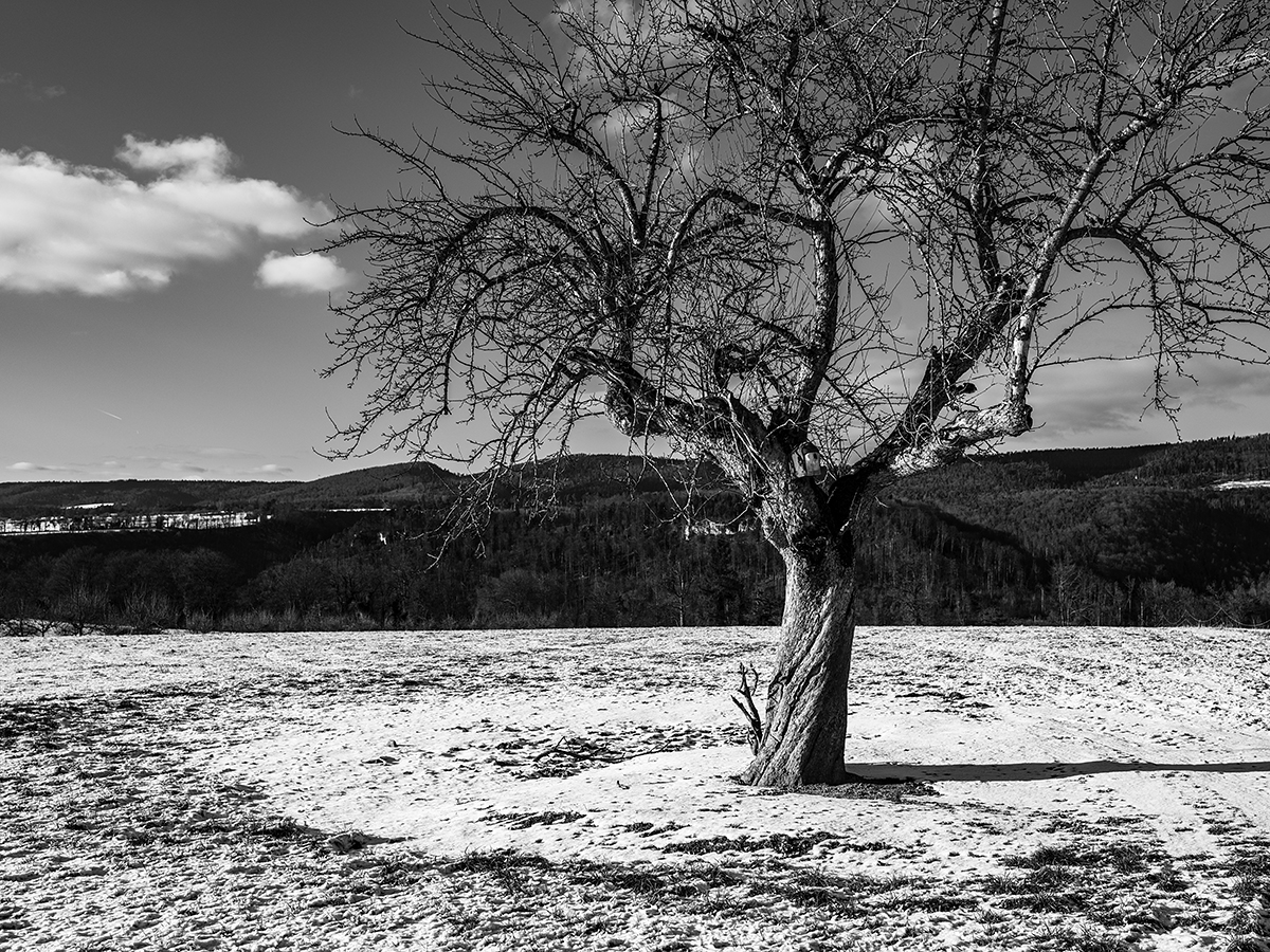 Baum.jpg