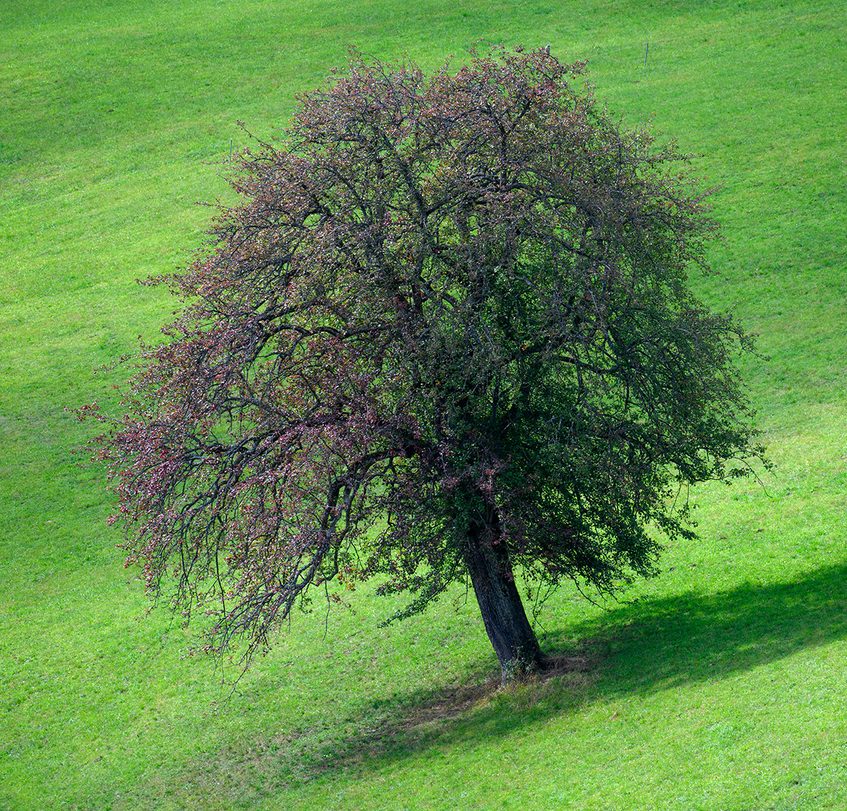 Baum.jpg