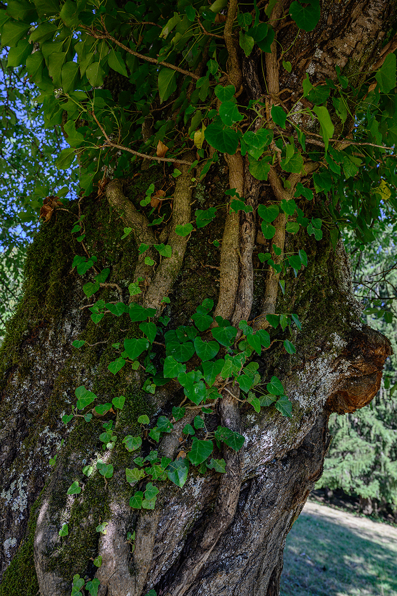 Baum.jpg
