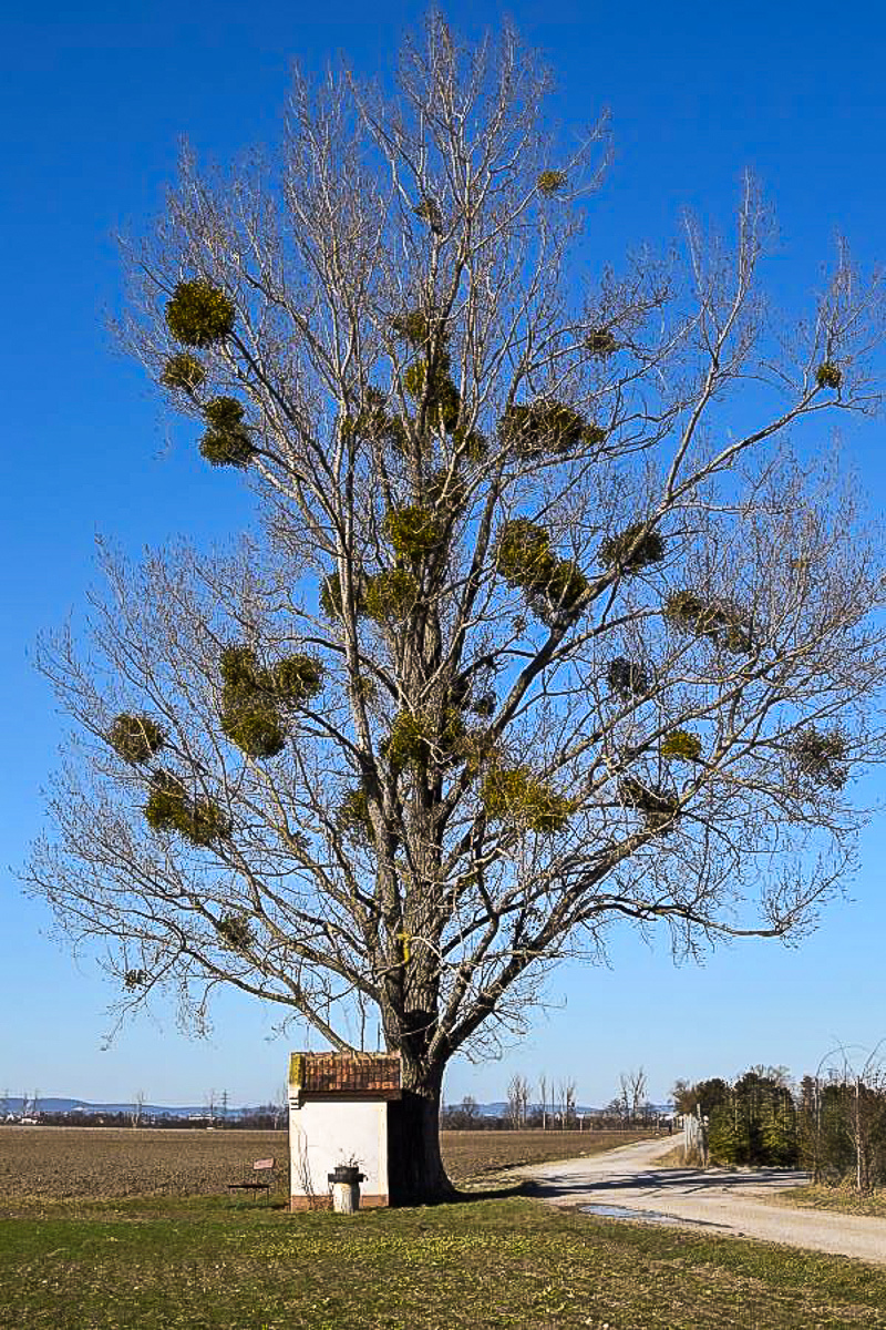 Baum klein.jpg