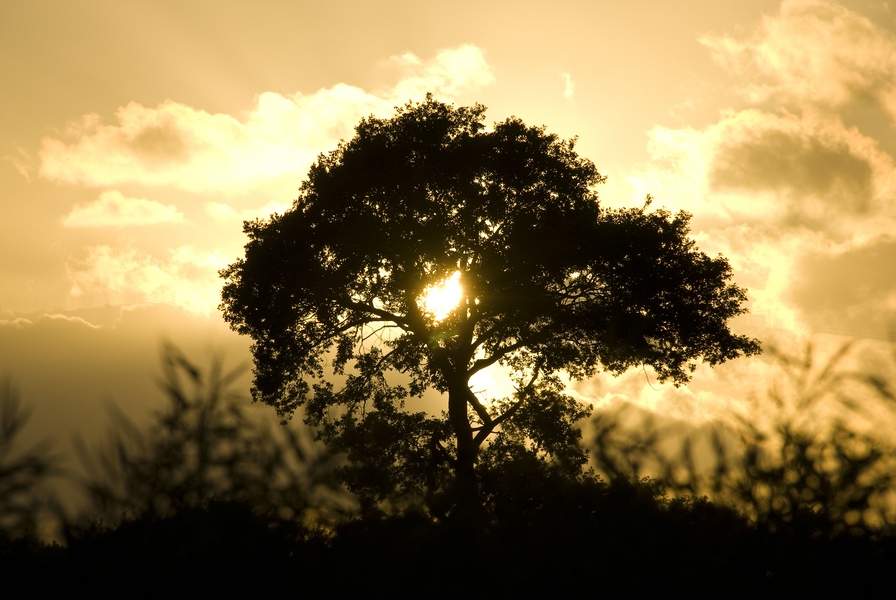 Baum Laboe