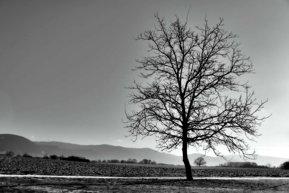 baum ladenburg bw