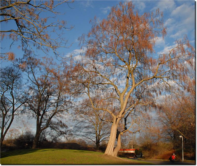 baum luisenpark