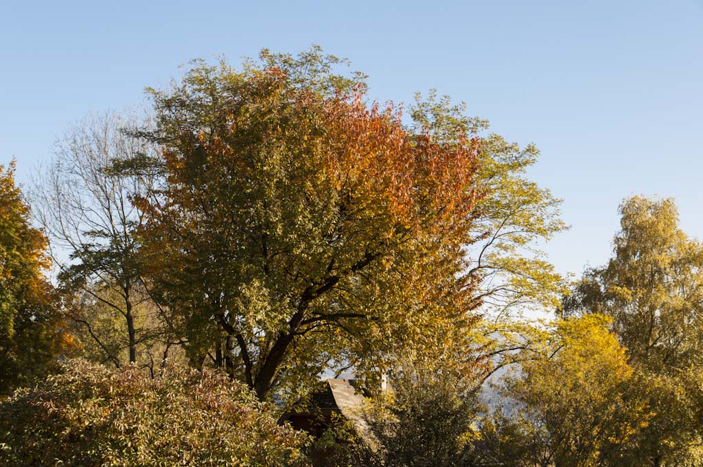 Baum mit extremer Verfärbung 2