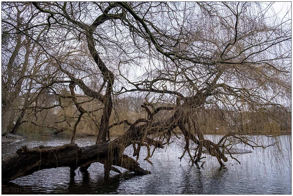 Baum mit/im Schreventeich