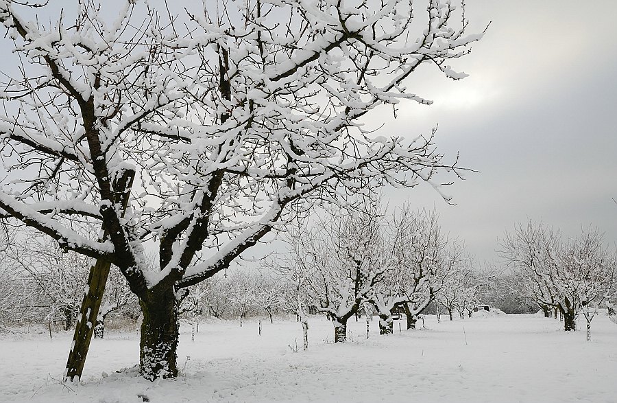 Baum mit Leiter