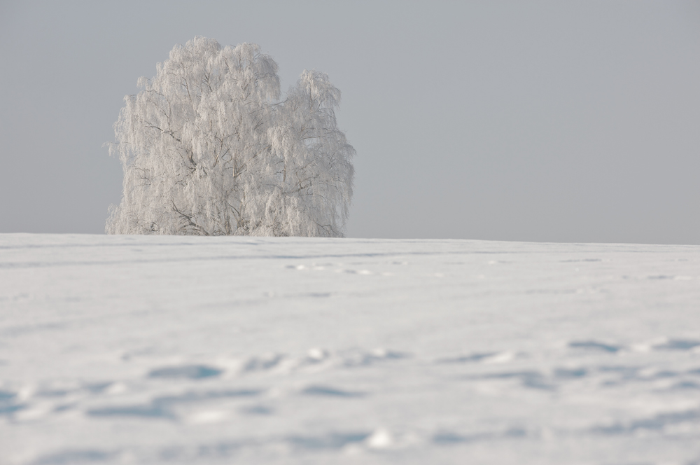 Baum nff