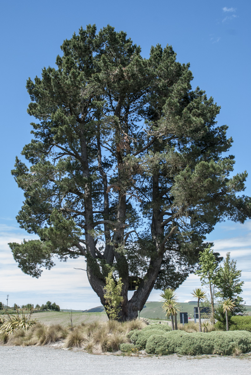 Baum NZL